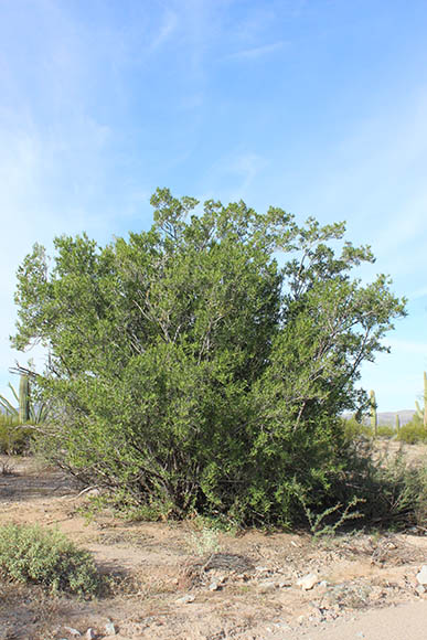  Pleradenophora bilocularis (S.Watson) Esser & A.L.Melo